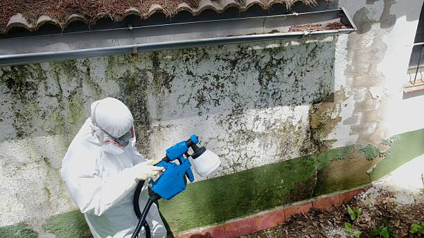 Top rated local Mold Remediation specialists in Chester Gap, VA